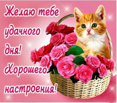 Открытка с котенком, картинка с текстом, доброго дня для любимого. Поздравления!  Открытки доброго дня с пожеланиями, котенок, корзинка, цветы скачать бесплатно онлайн!  Больше, чем Вы желаете. Счастья всем!  