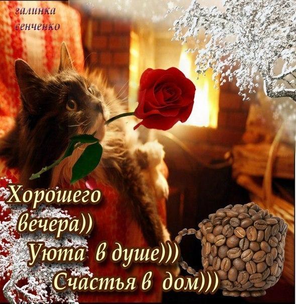 Открытка с котом и розой, зёрна кофе, картинка, открытка добрый вечер, открытка приятного, отличного вечера, кот, котик, счастья в дом. Радости и удачи!  Скачать бесплатно!  Распечатать пожелание. Благополучия всем!  