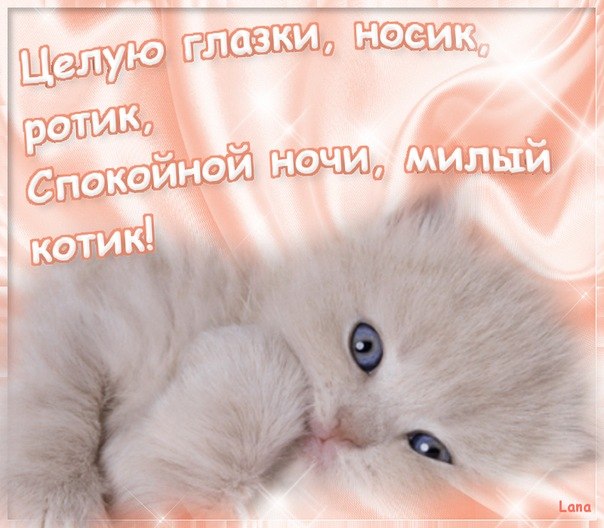 Открытка спокойной ночи, милый котик!  Актуальные пожелания! Открытка с белым котом, голубые глаза, шелк нежного цвета на фоне. Поздравления!  Скачайте открытку бесплатно для WhatsApp и соц сетей!  Поздравительные вещи бесплатно. Счастья всем!  