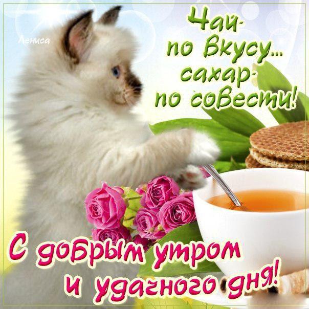 Открытка, картинка с котом, розами, чаем!  Залипашки на телефон! Доброе утро, прикольная открытка доброе утро для любимой бабушки, с добрым утром, пожелание доброго утра. Счастья всем!  Актуальные пожелания. Только раз в году!  