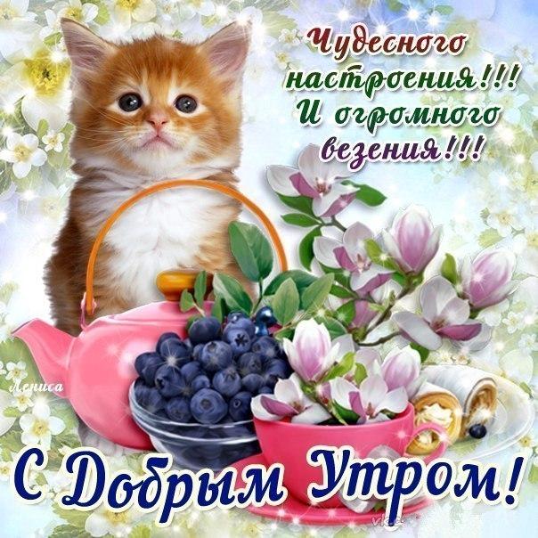 Красивая лучшая бесплатная открытка с поздравлением с добрым утром от рыжего кота! Печать открытки! скачать открытку бесплатно | pozdravok.qwestore.com