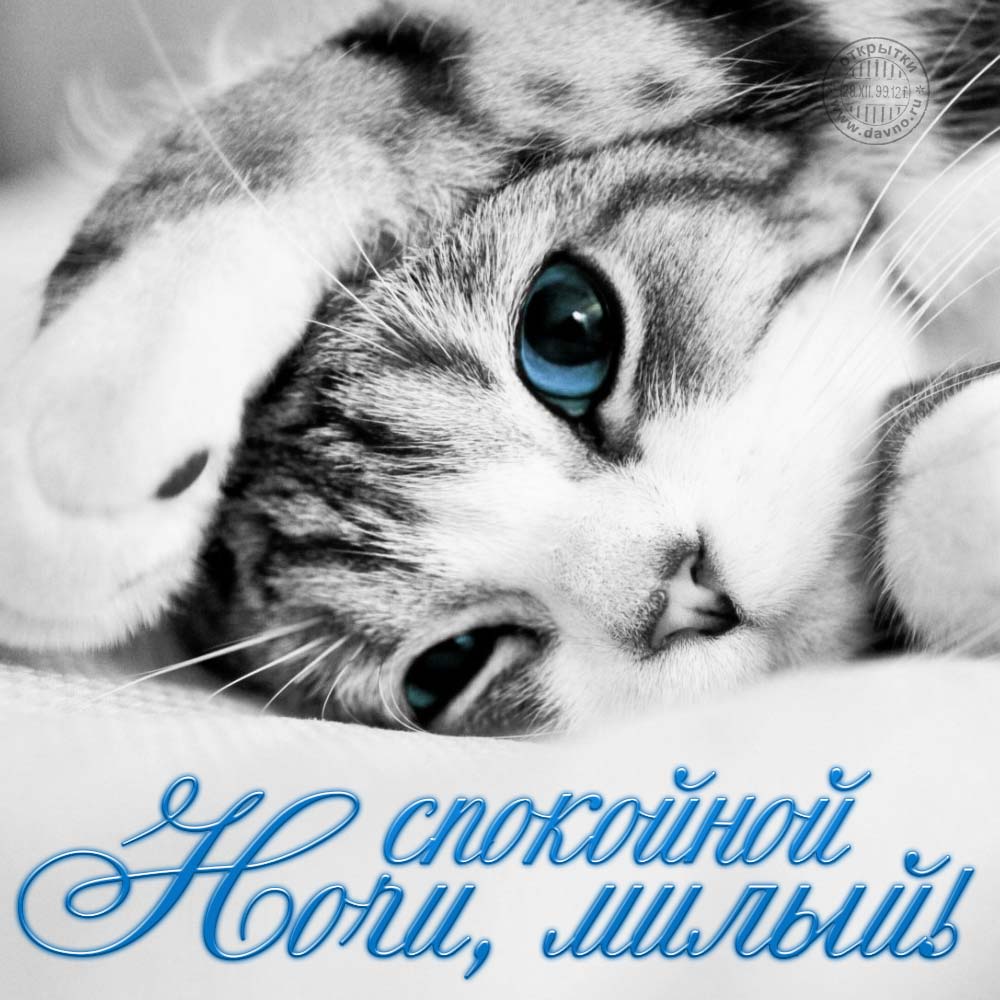 Открытка спокойной ночи, милый!  Популярные открытки! На открытке полосатый кот с голубыми (синими) глазами. Благополучия всем!  Для любимого!  Найти красивую вещь онлайн! Скачайте открытку бесплатно для WhatsApp и соц сетей!  Красота в простом и сложном. Добра всем!  