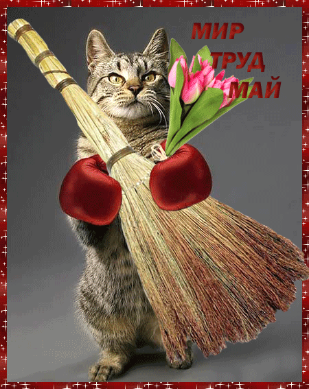 Красивая лучшая бесплатная открытка с поздравлением, анимация, 1 мая, Первомай! Кот с веником! Бокс, цветы! Скачать красивую картинку на праздник онлайн! скачать открытку бесплатно | pozdravok.qwestore.com