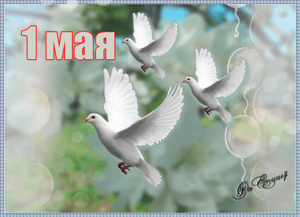 Красивая лучшая бесплатная открытка с поздравлением с голубями на 1 мая, праздник Первомай! День весны и труда! Мир, труд, май! Поздравление на 1 мая! Голуби летят! Красивые открытки бесплатно! скачать открытку бесплатно | pozdravok.qwestore.com