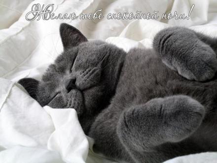 Красивая лучшая бесплатная открытка с поздравлением спокойной ночи с котенком, спящий красивый кот! Спокойной ночи! Кот в кроватке! Спокойно йночи, фото с котом! Пожелание! Скачать красивую открытку бесплатно онлайн! скачать открытку бесплатно | pozdravok.qwestore.com
