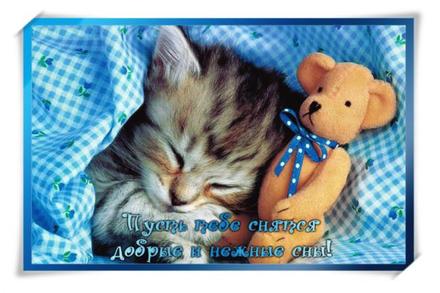 Красивая лучшая бесплатная открытка с поздравлением спокойной ночи, красивая лучшая бесплатная открытка с поздравлением с котом! Спящий котик! Красивая лучшая бесплатная открытка с поздравлением с пожеланием спокойной ночи! Короткое пожелание на открытке! Скачать красивую картинку на праздник онлайн! скачать открытку бесплатно | pozdravok.qwestore.com