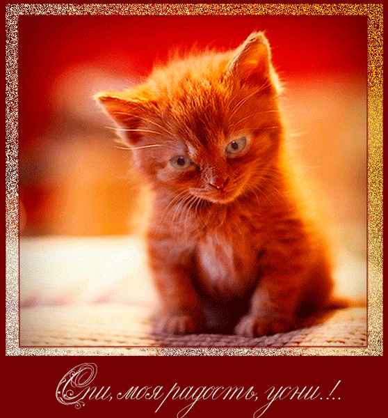 Красивая яркая открытка с рыжим котенком, солнечно, открытка, открытка, анимация, открытка, гиф, спокойной ночи, сладких снов. Отправить родному человеку!  Красота в простом и сложном. Скачать здесь!  