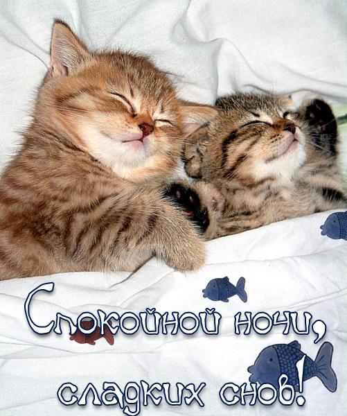 Открытка сладких снов, спокойной ночи с 2 котятами, 2 котенка спят в кроватке под одеялко... Красота!  спокойной ночи, сладких снов скачать бесплатно. Открытки!  Найти красивую вещь онлайн. Бесплатные открытки!  
