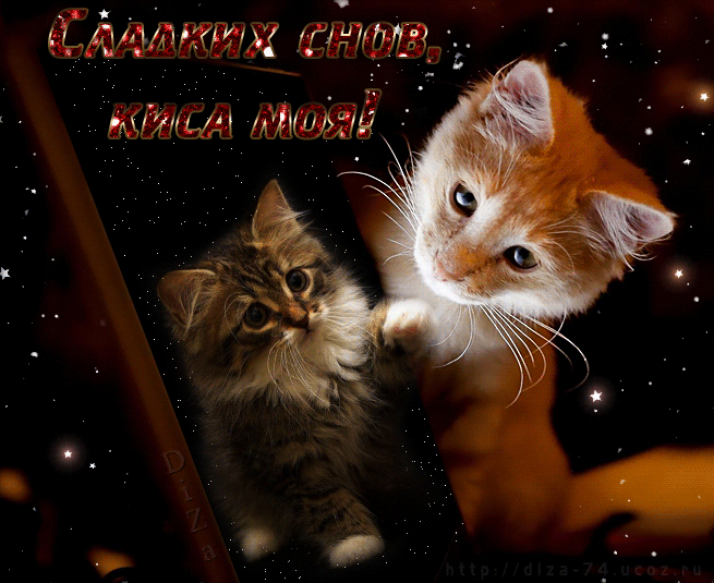 Красивая анимационная красивая лучшая бесплатная открытка с поздравлением сладких снов, киса моя с двумя котятами со звездами, рыжий котенок, маленький котенок. Распечатать открытку! скачать открытку бесплатно | pozdravok.qwestore.com