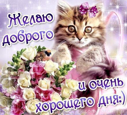 Красивая лучшая бесплатная открытка с поздравлением хорошего дня! Доброго дня! Котик с цветами! Котик в цветах! Пожелание хорошего дня! Отличного, прекрасного дня! Распечатать открытку! скачать открытку бесплатно | pozdravok.qwestore.com