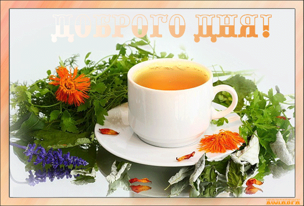 Красивая лучшая бесплатная открытка с поздравлением хорошего дня! Доброго дня! Зеленый чай. Доброго дня. Пожелание хорошего дня! Отличного, прекрасного дня! Скачать красивую открытку бесплатно онлайн! скачать открытку бесплатно | pozdravok.qwestore.com