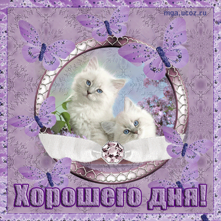 Красивая лучшая бесплатная открытка с поздравлением GIF хорошего дня! Пожелание хорошего дня! Милые белые пушистые котики! Отличного, прекрасного дня! Открытка добра! скачать открытку бесплатно | pozdravok.qwestore.com