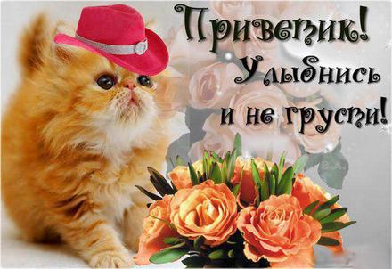 Красивая лучшая бесплатная открытка с поздравлением привет, приветик! Милый котенок с цветами! Красивая лучшая бесплатная открытка с поздравлением с милым котиком! Лучшая бесплатная открытка с поздравлением привет, приветик! Красивые открытки бесплатно! скачать открытку бесплатно | pozdravok.qwestore.com