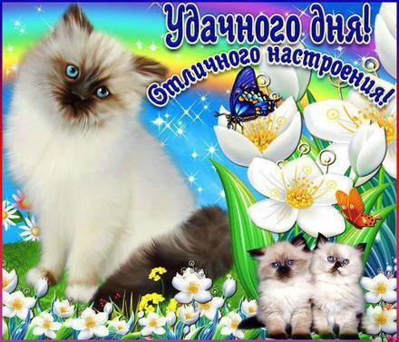 Красивая лучшая бесплатная открытка с поздравлением удачи! Радуга, котики, коты, белые цветы! Пожелание удачи! Печать открытки! скачать открытку бесплатно | pozdravok.qwestore.com