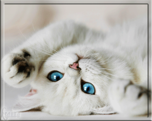 Красивая лучшая бесплатная открытка с поздравлением скучаю, я скучаю по тебе, белая кошка, голубые глаза, лучшая бесплатная открытка с поздравлением скучаю, жду тебя, мне грустно без тебя, очень скучаю без тебя. Распечатать открытку! скачать открытку бесплатно | pozdravok.qwestore.com